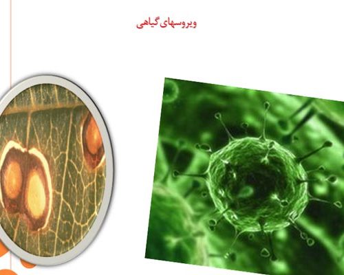 فایل پاورپوینت ویروس های گیاهی به صورت رایگان - فروشگاه ایرانیان شهرساز