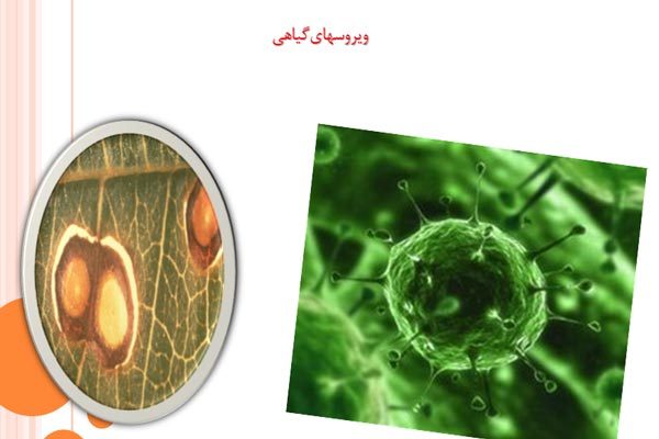 فایل پاورپوینت ویروس های گیاهی به صورت رایگان - فروشگاه ایرانیان شهرساز